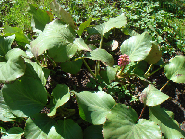 Бадан толстолистный - Bergenia crassifolia