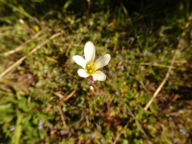 Камнеломка зернистая - Saxifraga granulata