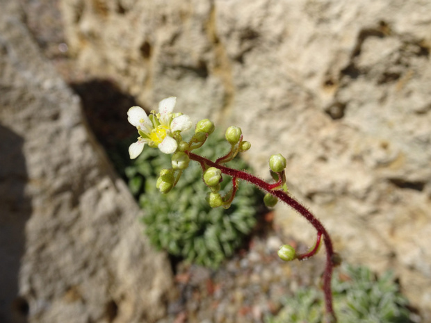 Камнеломка инкрустированная - Saxifraga crustata