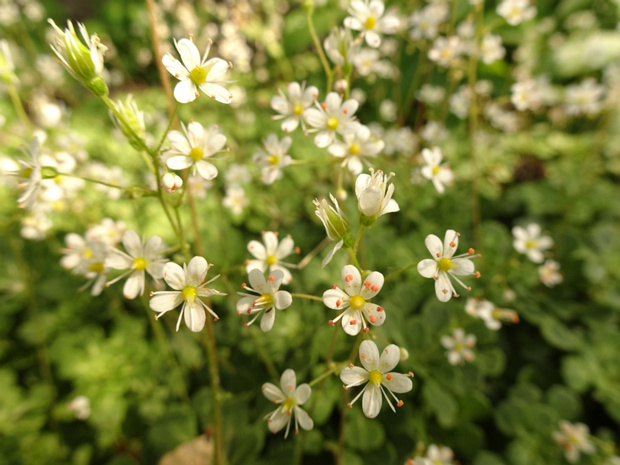 Камнеломка клинолистная - Saxifraga cuneifolia