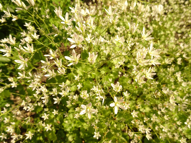 Камнеломка круглолистная - Saxifraga rotundifolia