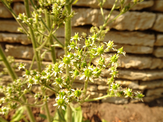 Камнеломка пенсильванская - Saxifraga pensylvanica