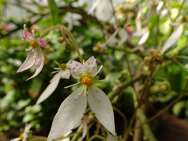 Камнеломка плетеносная - Saxifraga stolonifera