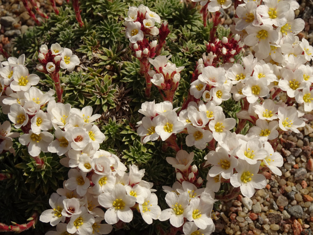 Камнеломка скардская - Saxifraga scardica