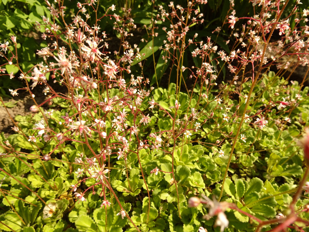 Камнеломка теневая - Saxifraga umbrosa