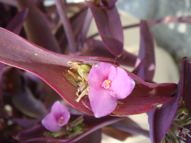 Традесканция бледная - Tradescantia pallida