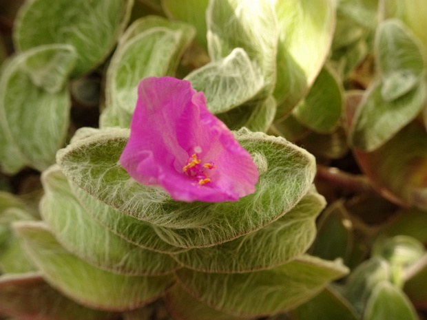 Традесканция силламонтана - Tradescantia sillamontana