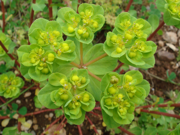 Молочай болотный - Euphorbia palustris