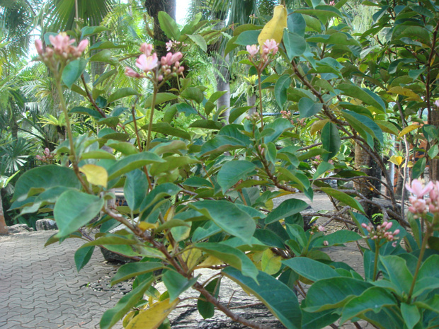 Ятрофа цельнокрайняя розовая - Jatropha integerrima cv. 'Pink'