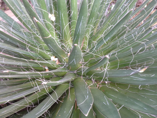 Агава нитеносная - Agave filifera