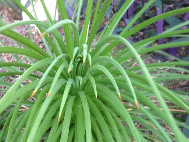 Агава прямая - Agave striata