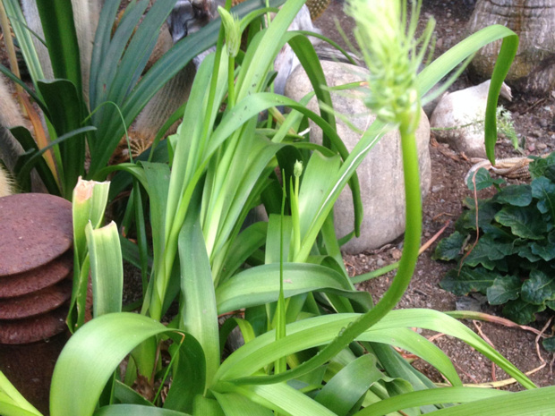 Альбука прицветниковая - Ornithogalum longibracteatum