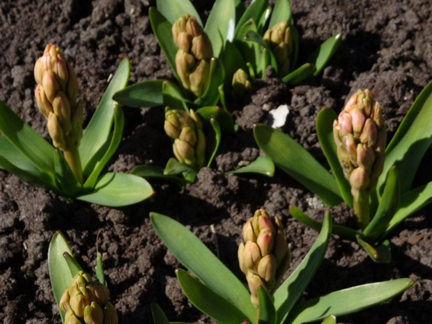 Гиацинт восточный 'Розовый' - Hyacinthus orientalis 'Rosea'