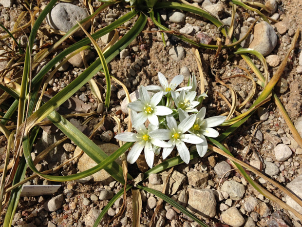 Птицемлечник Синтениса - Ornithogalum Sintenisii