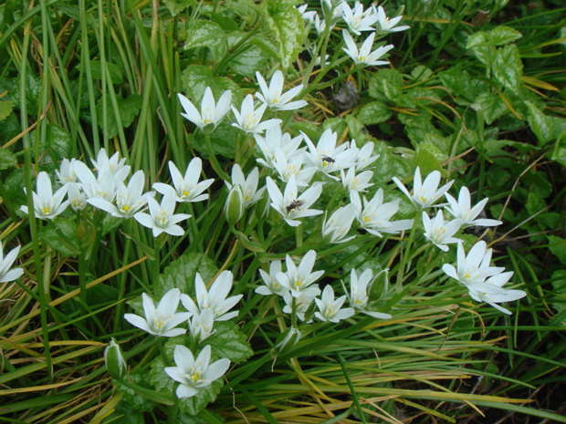 Птицемлечник бахромчатый - Ornithogalum fimbriatum