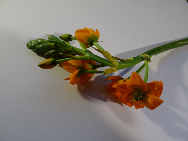 Птицемлечник сомнительный - Ornithogalum dubium