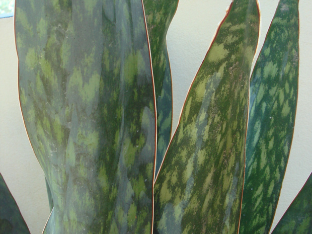 Сансевиерия гвинейская - Sansevieria guineensis