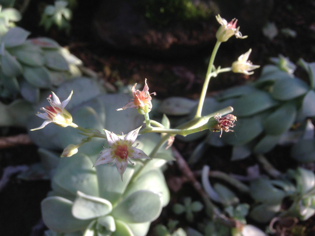 Граптопеталум парагвайский - Graptopetalum paraguayense