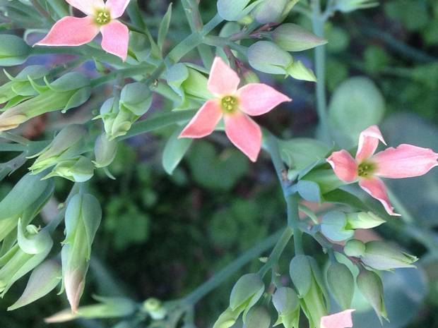 Каланхое ньиканское - Kalanchoe nyikae