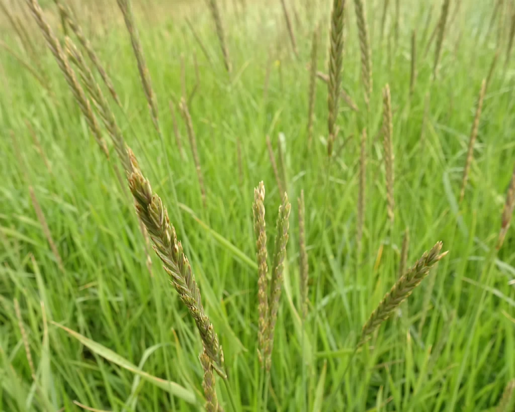 Elymus alapex 25-Jul-19 _ 15_15_24