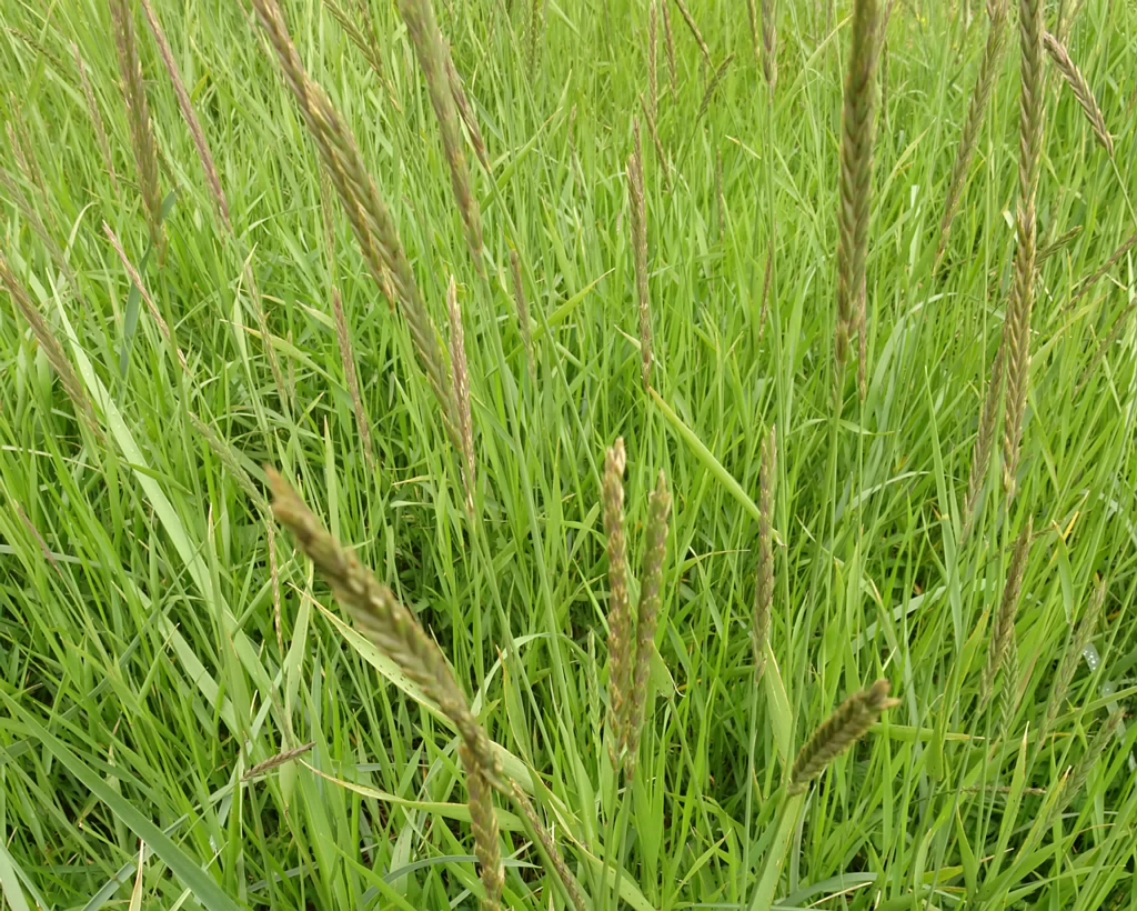 Elymus alapex 25-Jul-19 _ 15_16_06