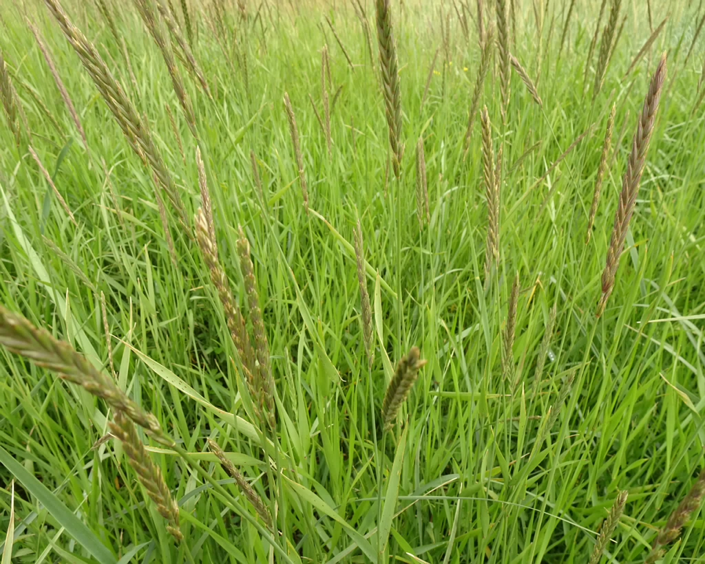 Elymus alapex 25-Jul-19 _ 15_16_14