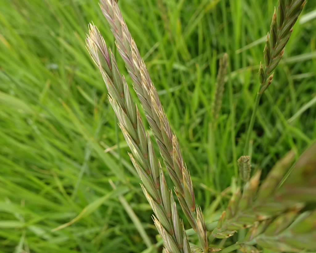 Elymus alapex 25-Jul-19 _ 15_16_28