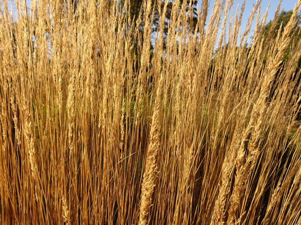 Вейник x остроцветковый - Calamagrostis x acutiflora