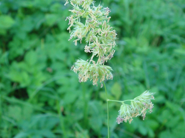 Ежа сборная - Dactylis glomerata