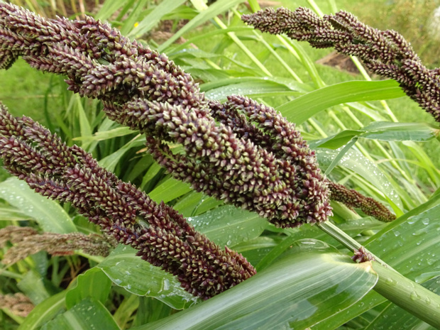 Ежовник хлебный, Пайза - Echinochloa frumentacea