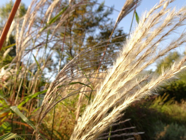 Мискантус сахароцветный - Miscanthus sacchariflorus