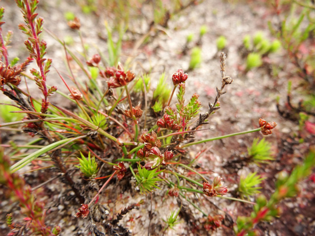 Ситник луковичный - Juncus bulbosus