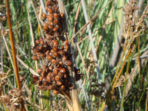 Ситник развесистый - Juncus effusus