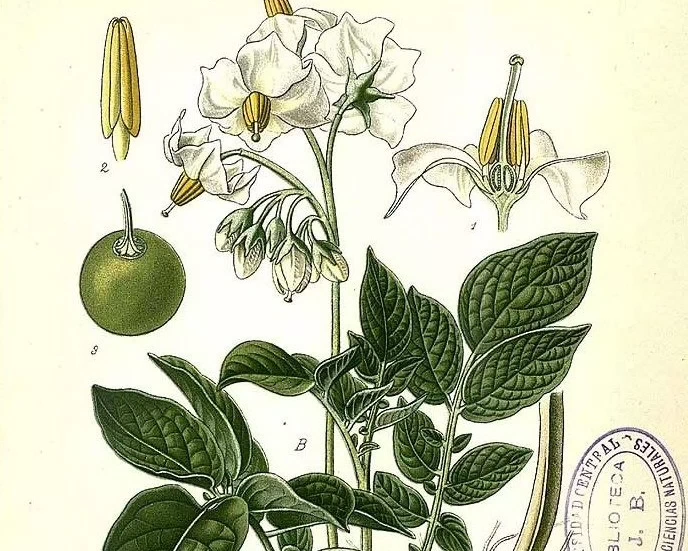 Solanum tuberosum (Masclef, A., Atlas des plantes de France)