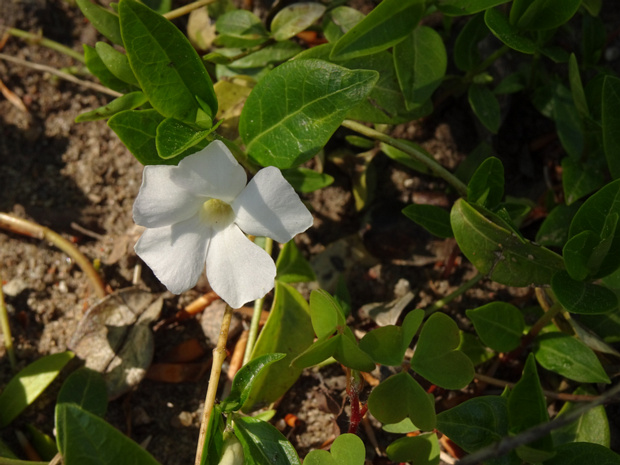 Барвинок малый белая форма - Vinca minor f. alba