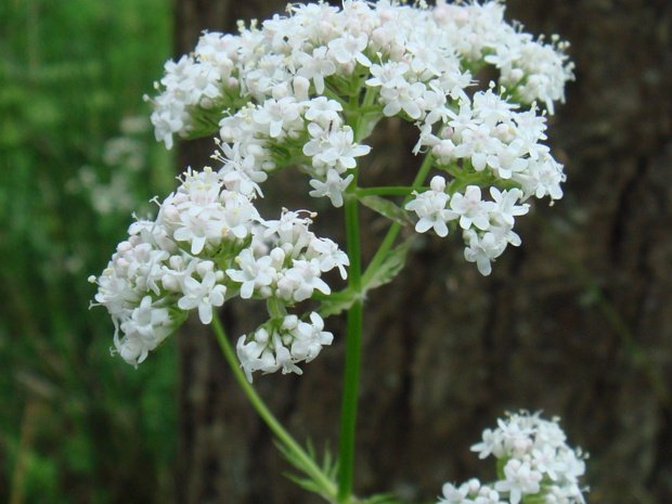 Валериана лекарственная белая форма - Valeriana officinalis f. alba