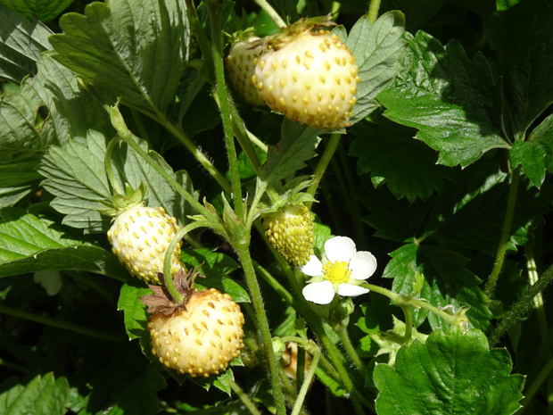 Земляника альпийская белоплодная форма - Fragaria vesca var. alpina f. albacarpa