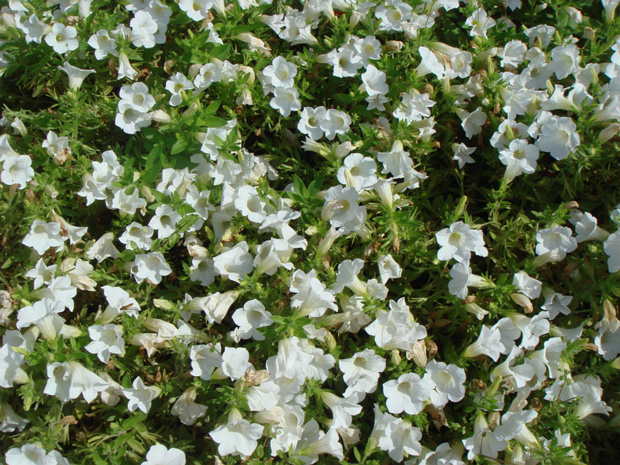 Калибрахоа x гибридная белая форма - Calibrachoa x hybrida f. alba