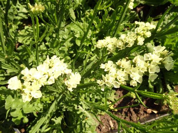 Кермек выемчатый белая форма - Limonium sinuatum f. alba