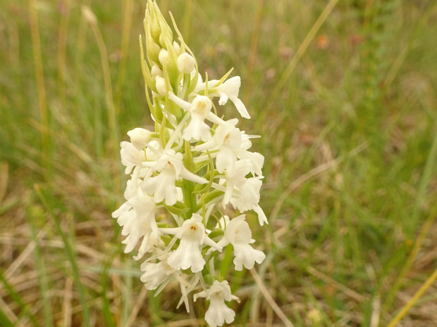 Кокушник длиннорогий белая форма - Gymnadenia conopsea f. alba