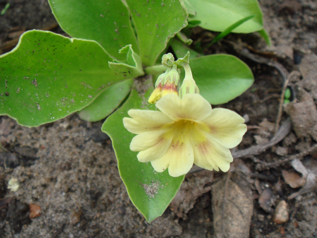 Первоцвет ушковый желтая форма - Primula auricula f. lutea