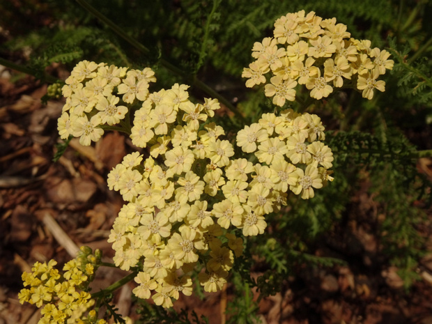 Тысячелистник обыкновенный желтая форма - Achillea millefolium f. lutea