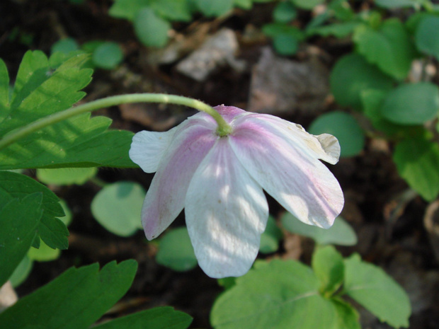 Ветренница дубравная розовая форма - Anemone nemorosa f. rosea