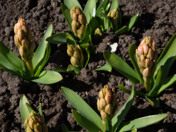 Гиацинт восточный розовая форма - Hyacinthus orientalis f. rosea