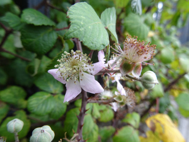 Ежевика кустистая розовая форма - Rubus fruticosus f. rosea