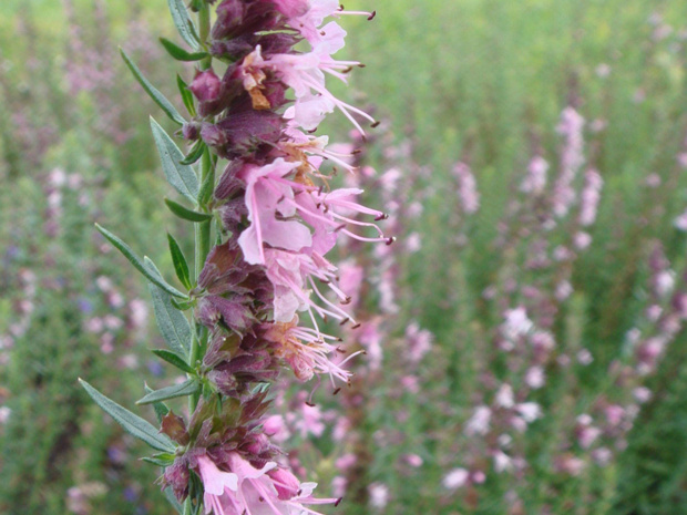 Иссоп лекарственный розовая форма - Hyssopus officinalis f. rosea