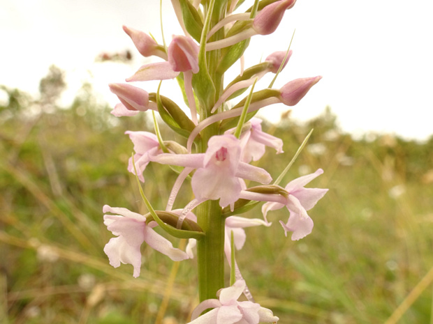 Кокушник длиннорогий розовая форма - Gymnadenia conopsea f. rosea