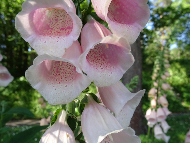 Наперстянка пурпурная розовая форма - Digitalis purpurea f. rosea