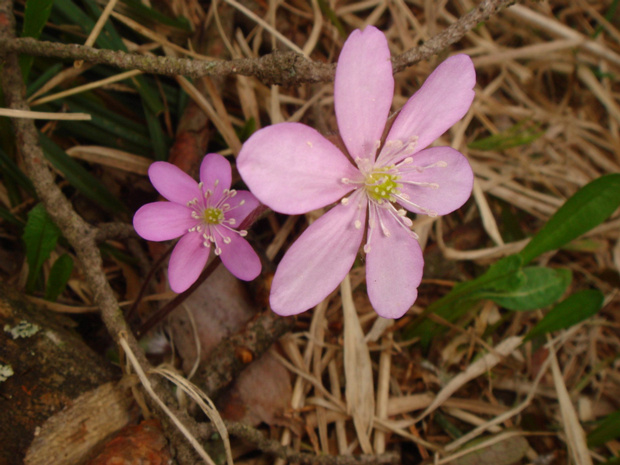 Перелеска благородная розовая форма - Hepatica nobilis f. rosea