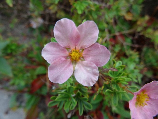 Пятилистник кустарниковый розовая форма - Dasiphora fruticosa f. rosea